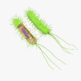 Prokaryotic model